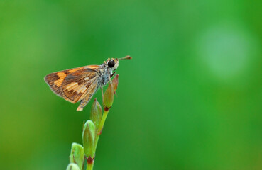 butterfly on a green leaf