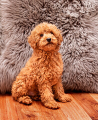 A brown poodle sits on the floor against a blurred blanket. He is four months old. The dog looks straight ahead. The photo is blurred