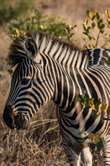 Zebra in the bush 5