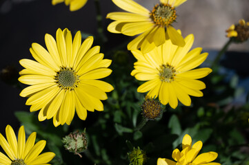 yellow flowers