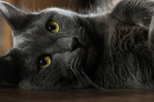 gray cat breed Russian blue looks into the eyes - lies on the floor
