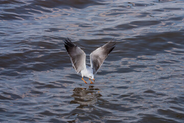 seagull eating food