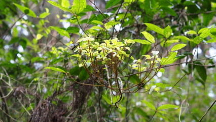 leaves on a tree