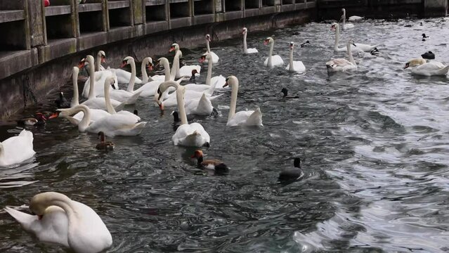 swans on the lake