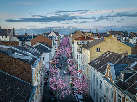 Kirschbl&uuml;te Bonn Heerstra&szlig;e