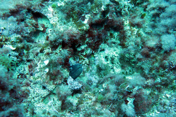 Fototapeta na wymiar Moray eel in the mediterranean sea