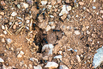 Black worker ants dragging vegetation to the nest