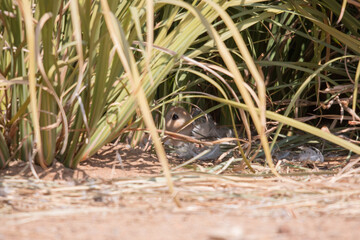 Bunnies in the field 50