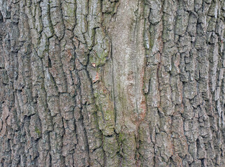 The bark of Acer tataricum L. Tatarian maple texture or background
