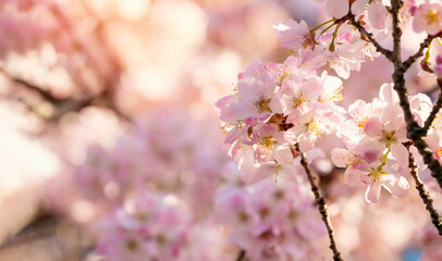 Closeup of Pink Cherry blossom in a spring warm day. Beautiful nature scene with blooming tree and sun flare. Spring flowers. Beautiful Orchard. Springtime Space for tex