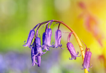 Amazing background of Bluebells Flowers on green meadow on sunny spring day. Beautiful nature scene with blooming purple flowers. Spring flowers. Springtime