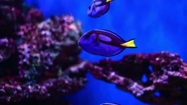 Bright blue yellow palette tang surgeonfish swims between coral reefs in aquarium, oceanarium pool. Paracanthurus hepatus species living in Caribeean Sea, Pacific Ocean and Australian great barrier