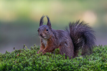 Curious Eurasian red squirrel (Sciurus vulgaris) in the forest of Noord Brabant in the Netherlands.                      