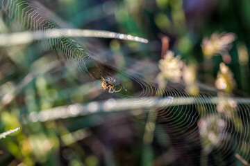 Spider in its web.