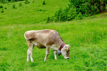 Fototapeta na wymiar Grazing brown cattle in the Allgaeu Alps near Oberstdorf in Bavaria, Germany, Europe.