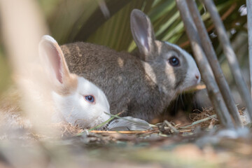 Bunnies in the field 70