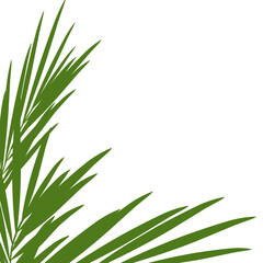 Green palm leaves.aesthetic vacation poster decoration .tropical leaf.coconut leaves.