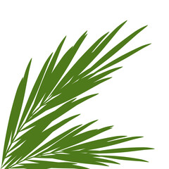 Green palm leaves.aesthetic vacation poster decoration .tropical leaf.coconut leaves.