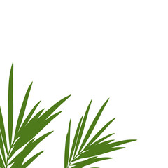 Green palm leaves.aesthetic vacation poster decoration .tropical leaf.coconut leaves.
