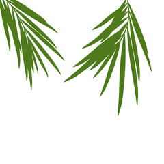 Green palm leaves.aesthetic vacation poster decoration .tropical leaf.coconut leaves.