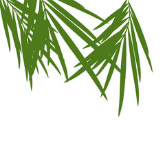 Green palm leaves.aesthetic vacation poster decoration .tropical leaf.coconut leaves.