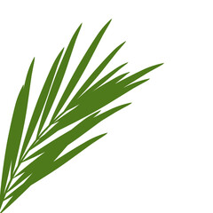 Green palm leaves.aesthetic vacation poster decoration .tropical leaf.coconut leaves.