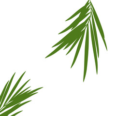 Fototapeta premium Green palm leaves.aesthetic vacation poster decoration .tropical leaf.coconut leaves.