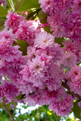 dense lush cherry tree branch pink sakura vertical