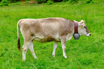 Fototapeta na wymiar Grazing brown cattle in the Allgaeu Alps near Oberstdorf in Bavaria, Germany, Europe.