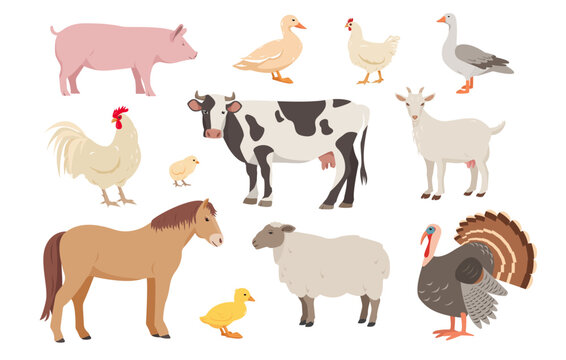 Set of farm animals and birds in different poses. Cow, sheep, pig, horse and goat, hen, rooster, duck, goose, turkey and chickens. Vector flat or cartoon illustration animal icons isolated.