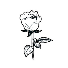Black and white sketch of a rose bud with transparent background