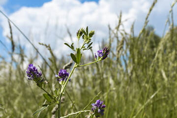 Purple Lucerna plant in a field against the sky