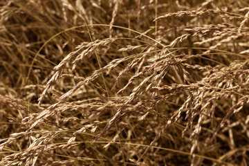 spikelets. dry grass. field with spikelets of wheat