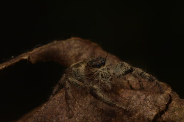 jumping spiders ( Salticidae ) crawling on dry leaves close up