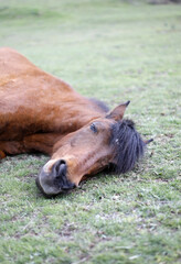 caballo marrón en libertad acostado en el césped descansando