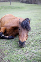 caballo en libertad tumbándose en el prado para descansar 