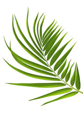 palm leaf, watercolor illustration, isolated on white