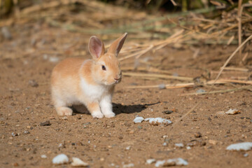 Bunnies in the field 78
