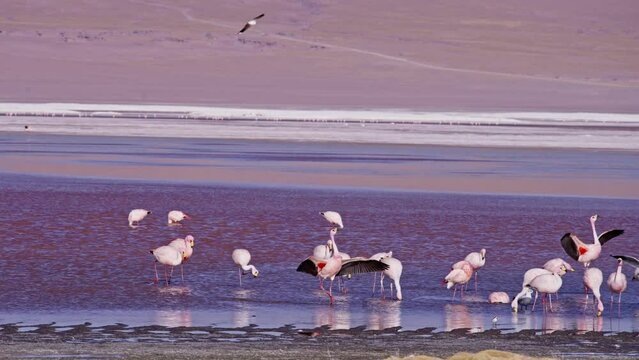 A flamingo landing and flapping its wings in the Laguna Colorada in Bolivia.