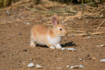 Bunnies in the field 80