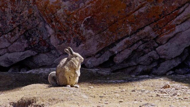 Vizcacha, wild animal, peacefully sleeping in the warmth of the sun