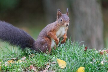 Closeup shot of the brown squirrel sitting on green grass and eating nuts