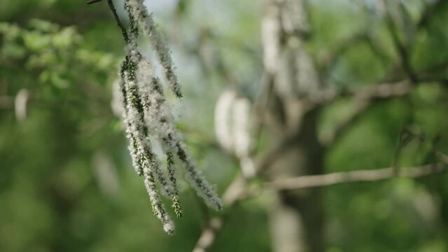 Slow motion shot of blossomin aspen in spring