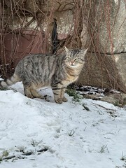 Naklejka na ściany i meble cat in snow
