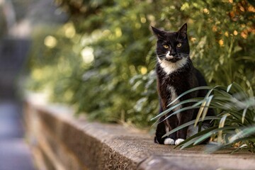 Closeup shot of a bicolor cat sitting on a wall surrounded by green plants in a garden