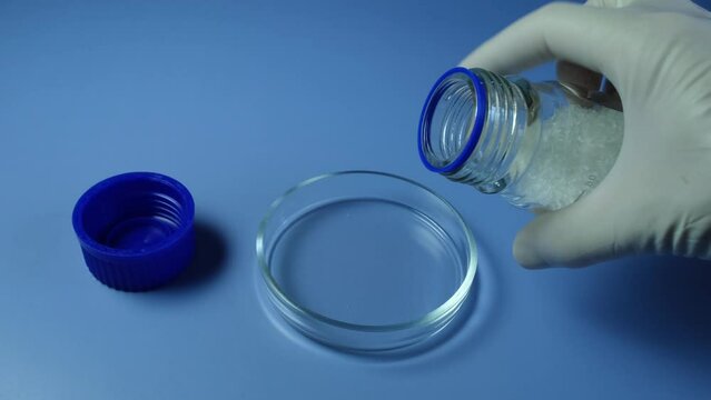 Laboratory study of food additives. Gloved hand pours oblong white crystalline granules from laboratory glass bottle into a Petri Dish. Chemical substance white color.