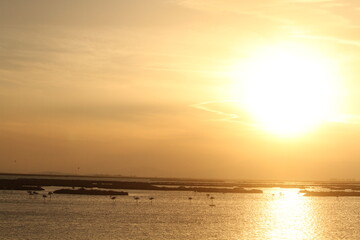 Obraz premium pink flamingos and sunset on the beach