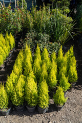 Small pine trees in a plant nursery