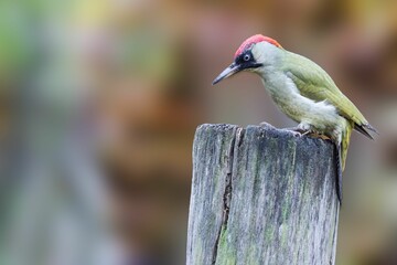 Close-up of a beautiful colorful European green woodpecker (Picus viridis) sitting on a tree trunk