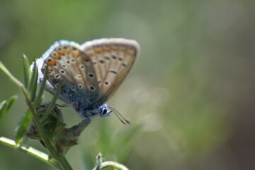 Obraz premium Common blue butterfly (Polyommatus icarus)